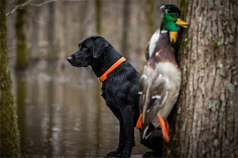 Black Lab