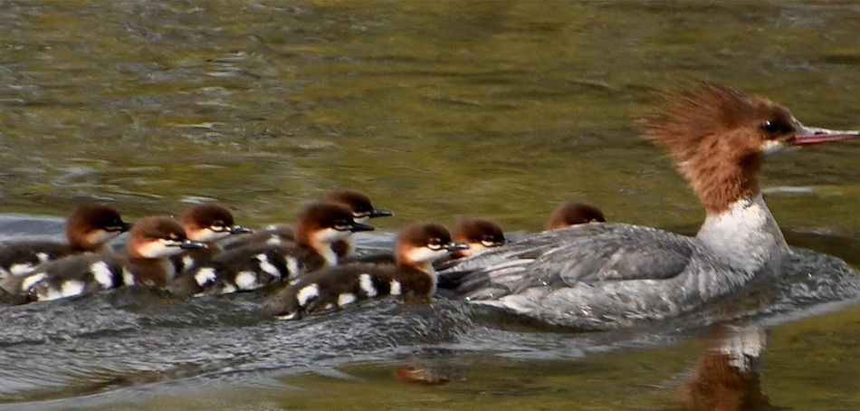 Common Merganser