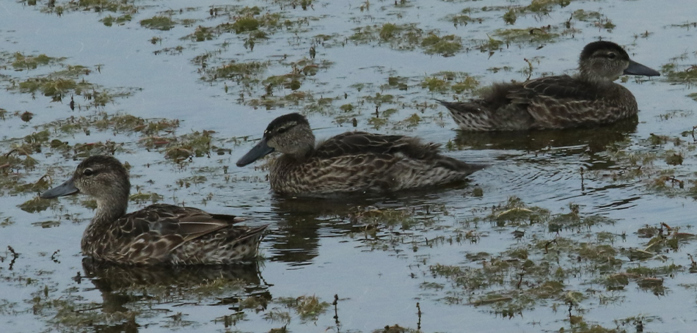 hen blue wing teal