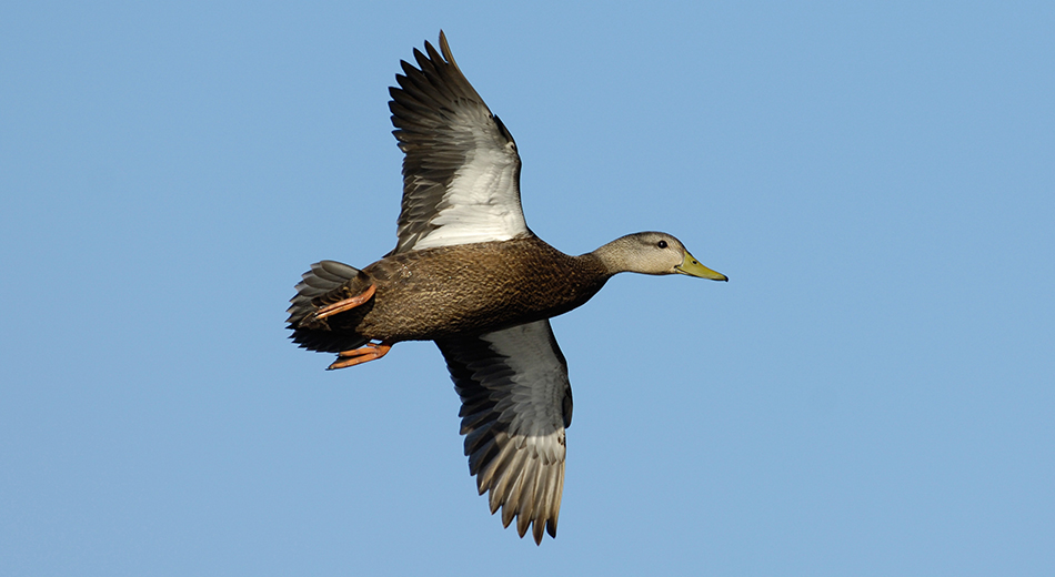 Black duck flying