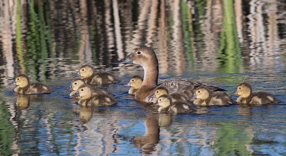 Hen and ducklings in water