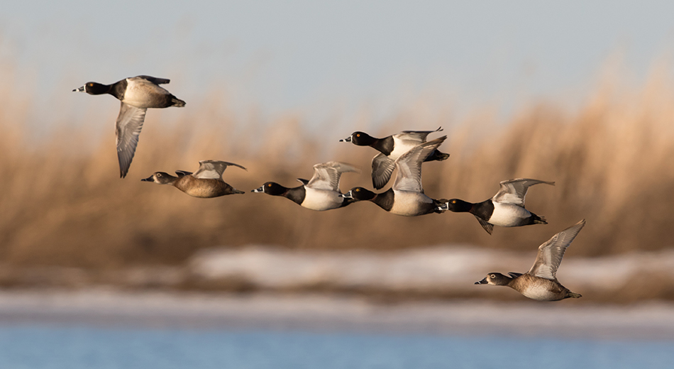 Ringnecks