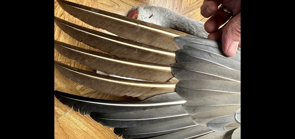 Crane Wing