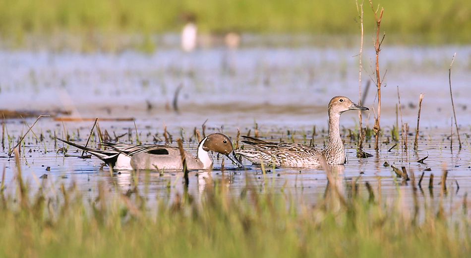 Pintails in water
