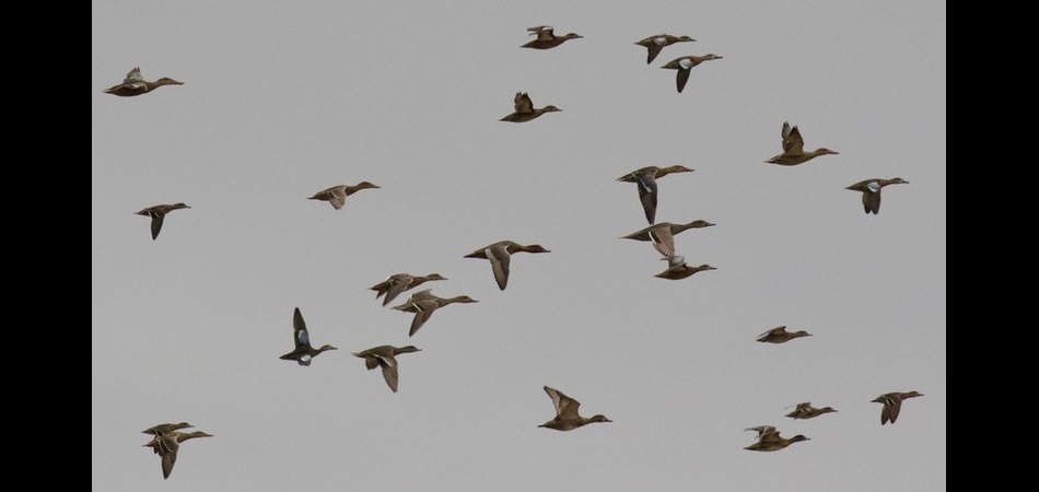 Flying ducks