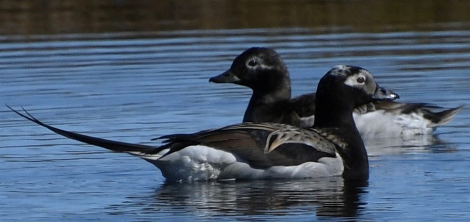 Longtails