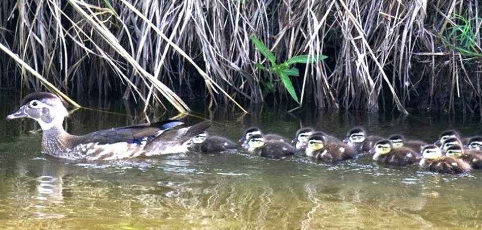 wood duck ducklings in water