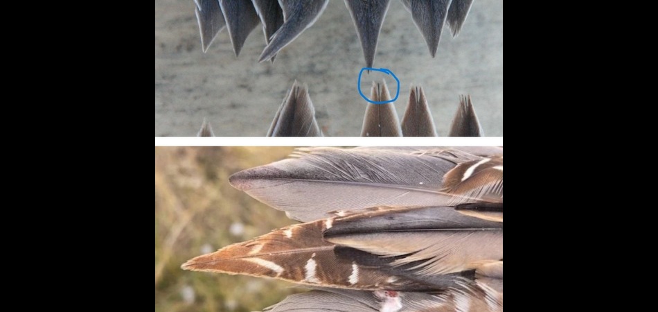 molt feather comparison 