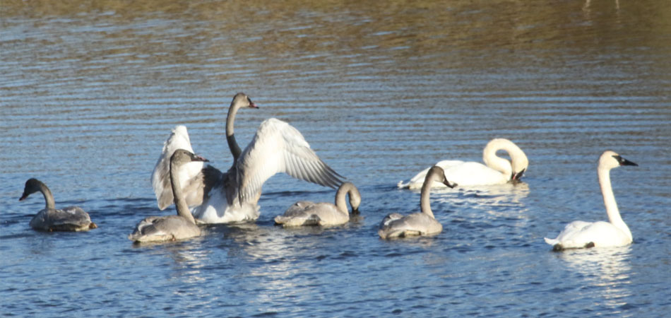 Swans with cygnets