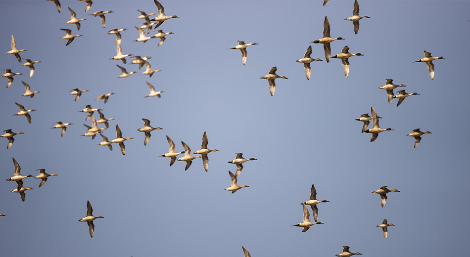 Large group of pintails