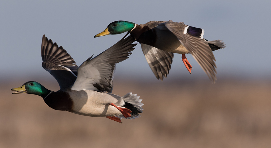 Two drake mallards flying