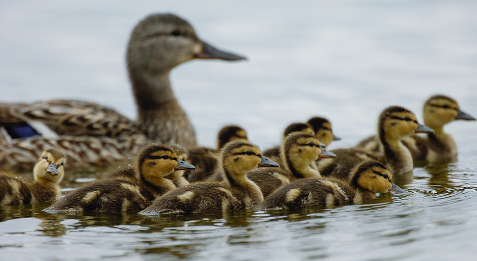 Hen with ducklings in water