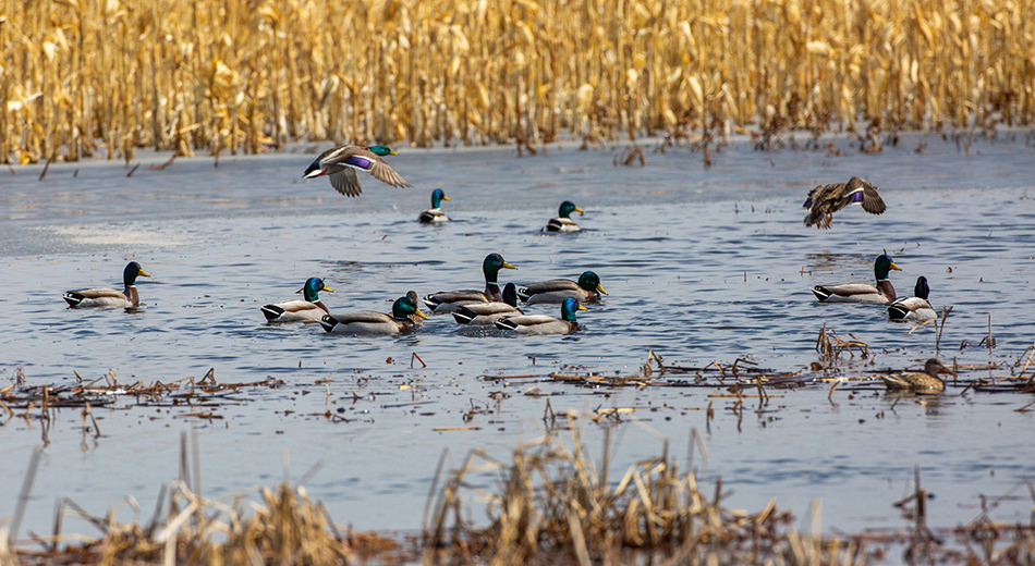 Mallards in water
