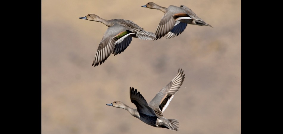 3 flying male pintail