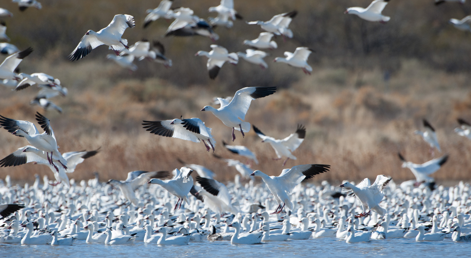 Large group of snow geese, flying and in water