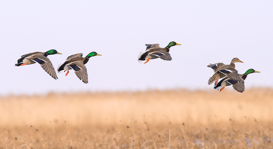 Mallards flying