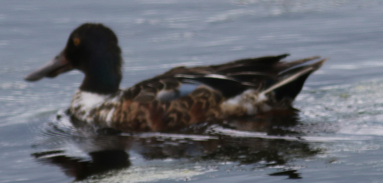 mid-summer male