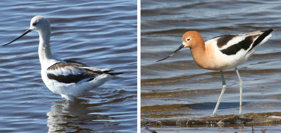 Avocet in winter and summer