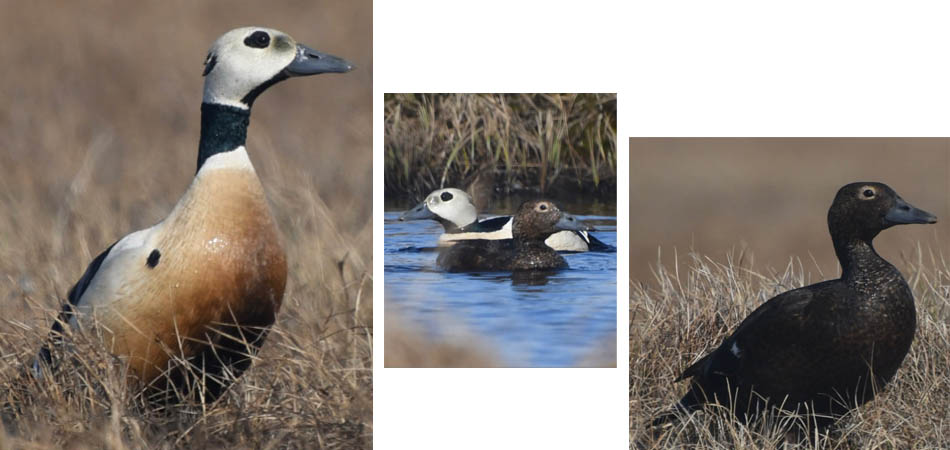 Steller's Eiders
