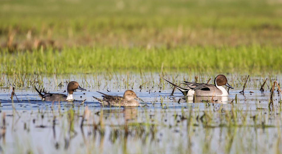 Pintails in water