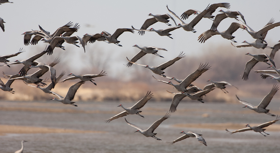 Sandhill cranes flying