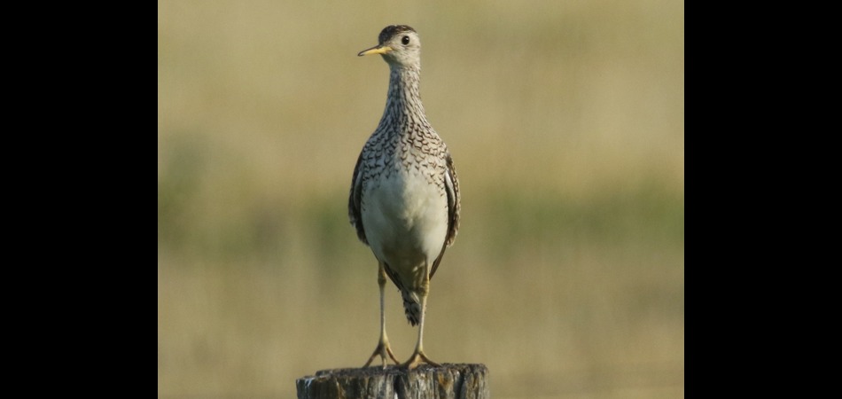 Upland Sandpiper