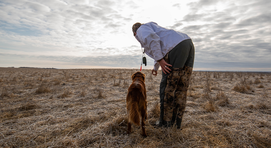 Hunter training golden retriever in field