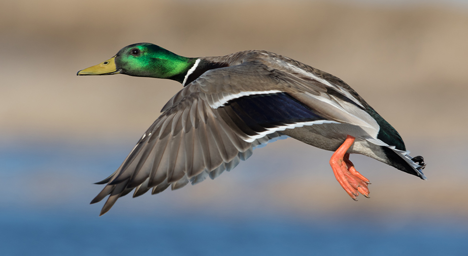 Mallard flying
