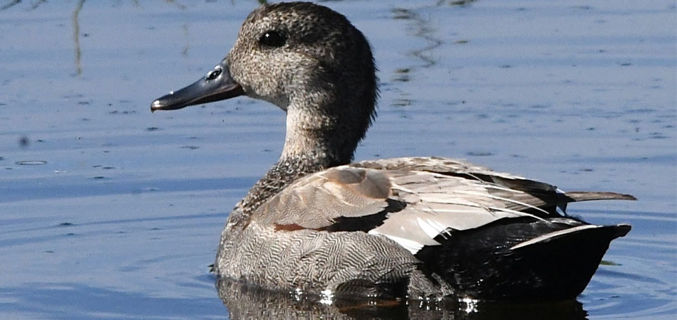 Gadwall Male