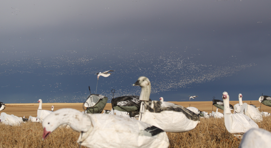 Large flocks of snow geese flying, decoys in the field