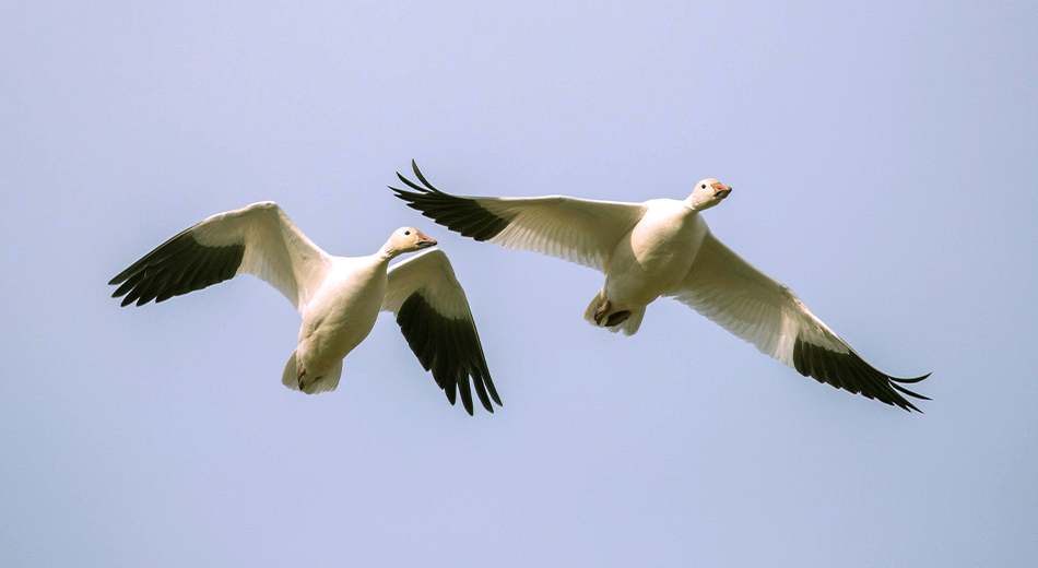 Two snow geese flying